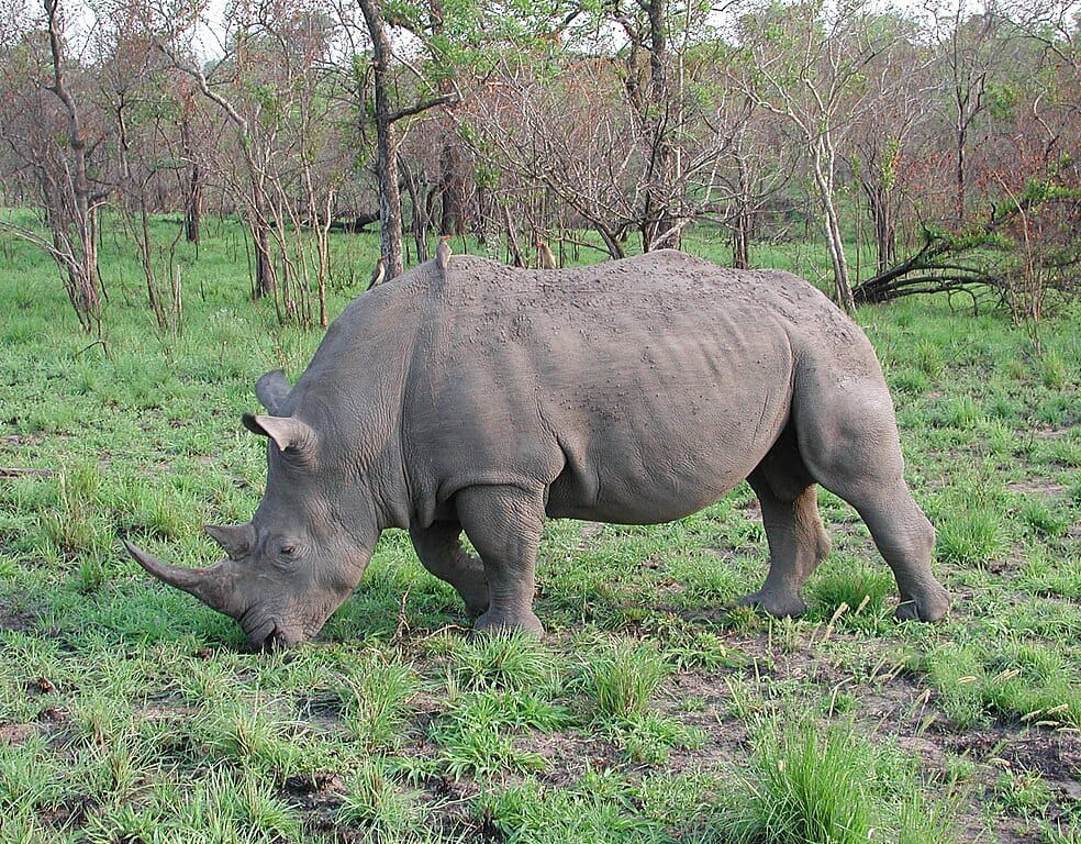 The black rhino is an endangered species that can only be seen in parts of Africa. (Creative commons photo via Wikimedia Commons)